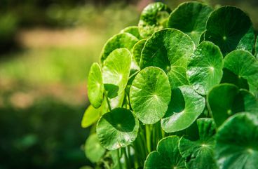 Centella Asiatica