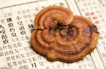 Ganoderma lucidum